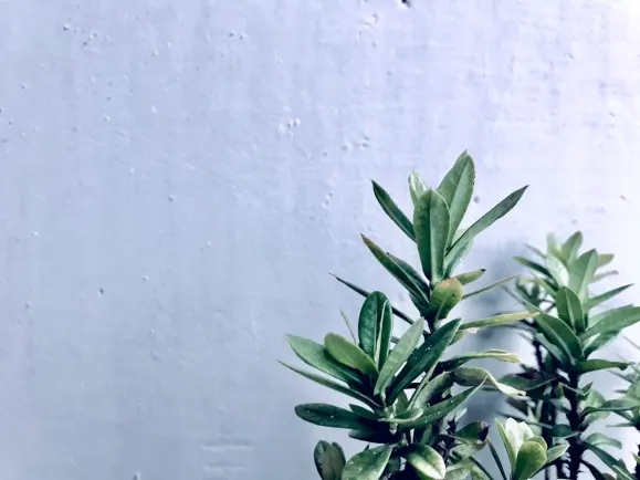 HippoZino Casino Tacaíocht